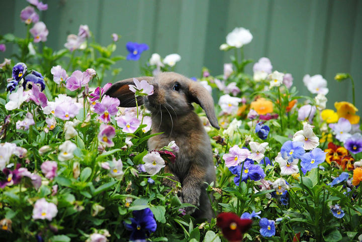 17 Adorable Animals Smelling Flowers - Cute bunny sniffing the flowers.