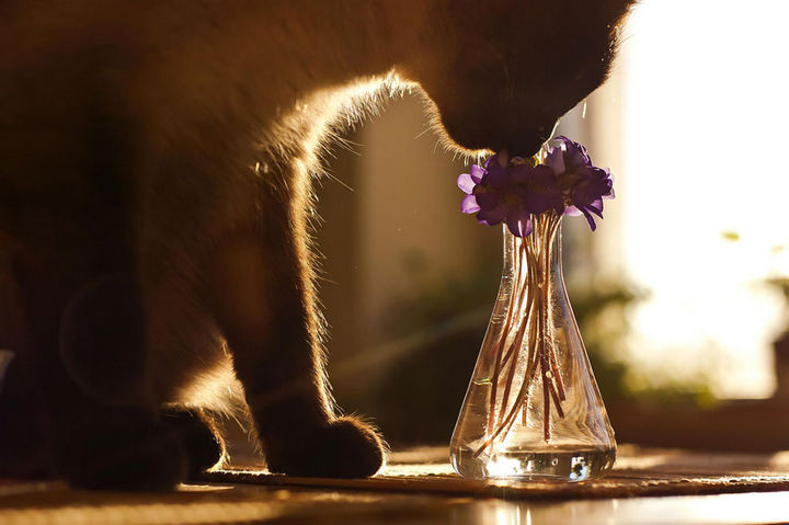 17 Adorable Animals Smelling Flowers - This cat enjoys smelling this beautiful vase with wildflowers.