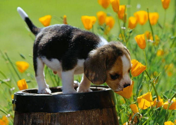 17 Adorable Animals Smelling Flowers - Adorable puppy playing in a fragrant field of flowers.