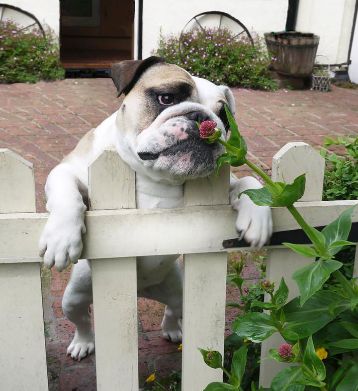 17 Adorable Animals Smelling Flowers - Bulldogs have a soft spot for flowers.