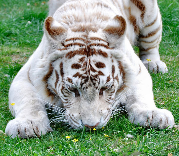 17 Adorable Animals Smelling Flowers - No flower is too small for this white tiger.