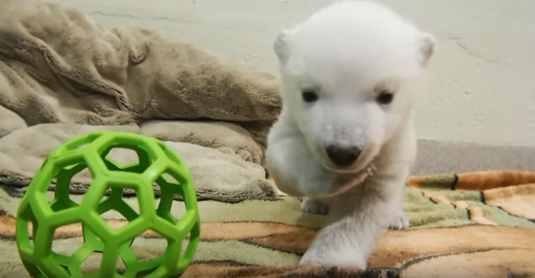 A Baby Polar Bear Cub Takes Her First Steps. When She Does THIS, You’ll Want to Hug Her All Day!