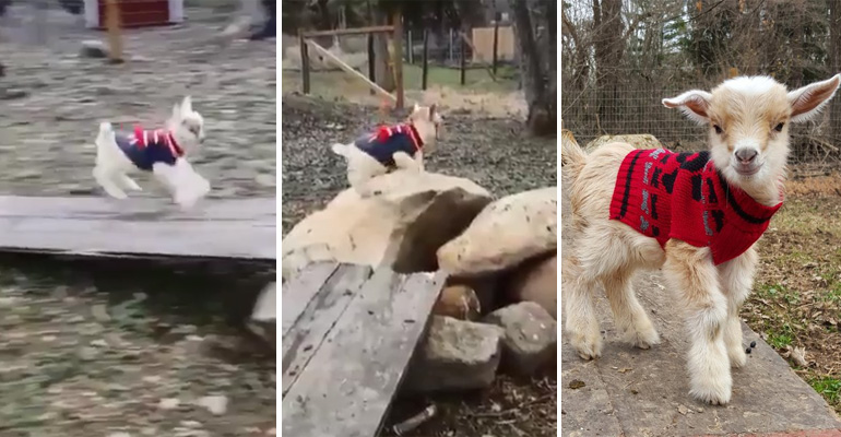 This Tiny Goat Is Happy as Can Be and Watching Him Jump Around Will Instantly Make Your Day