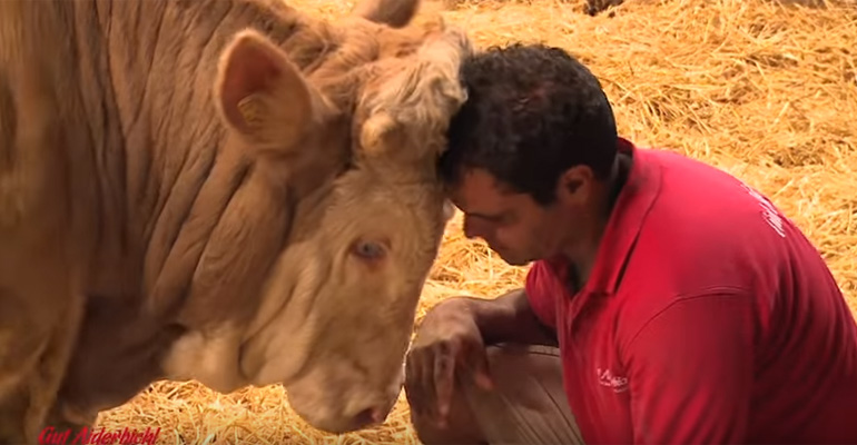 Bandit the Bull Lived His Entire Life in Chains but Once He Was Rescued, He Did the Most Heartwarming Thing