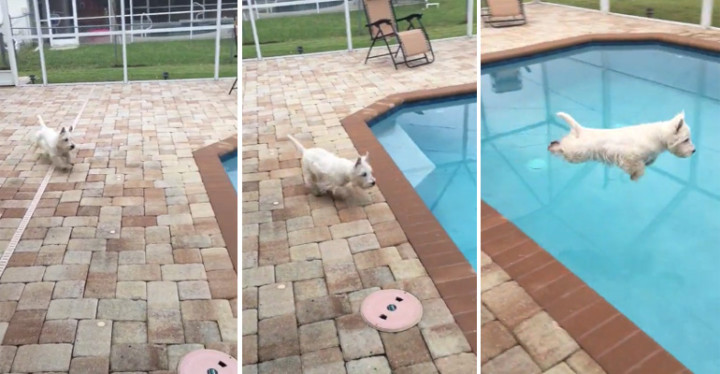 Christy the Westie Shows off Her Perfect Pool Diving Technique.