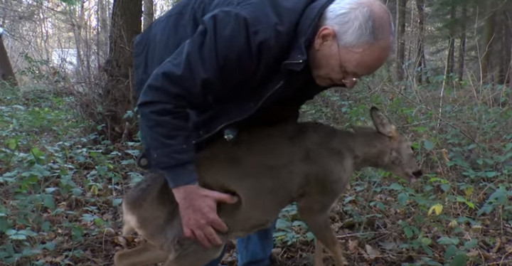 Intense and Emotional Deer Rescue After a Road Traffic Accident.