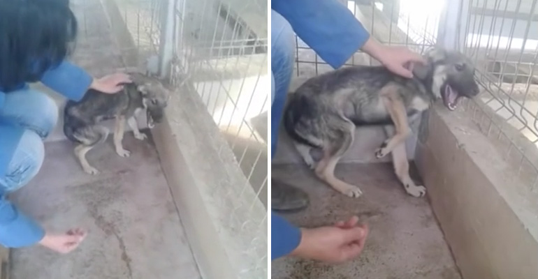 This Dog Lived a Life of Abuse but When She Pets Her for the First Time, Your Heart WILL Break.