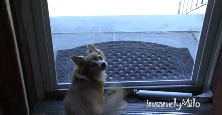 This Chihuahua Just Saw Something Outside and He Can’t Contain His Excitement! So Cute!