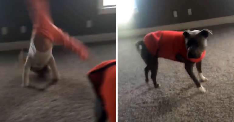This Pit Bull Watches a Little Girl Do a Cartwheel. His Adorable Reaction Will Have You Smiling.