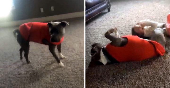 Oakland the Rescued Pit Bull Learns How to Do a Cartwheel.