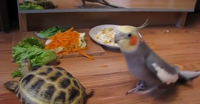 It Was Feeding Time for This Turtle and Crested Parrot but Watch What the Parrot Does! Hilarious!
