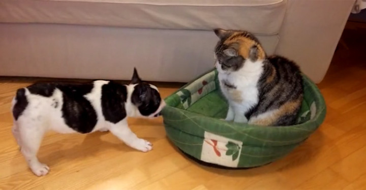 Pixel the Puppy Tries to Get His Doggy Bed Back from the Family Cat.