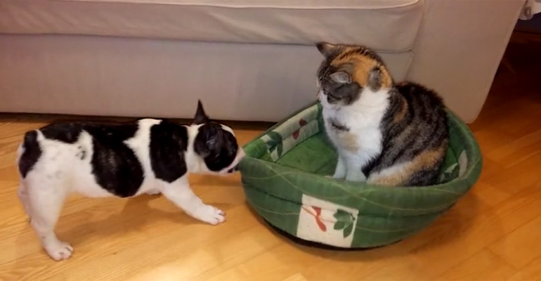 The Family Cat Stole His Doggy Bed and It Quickly Turned into the Cutest Battle Ever