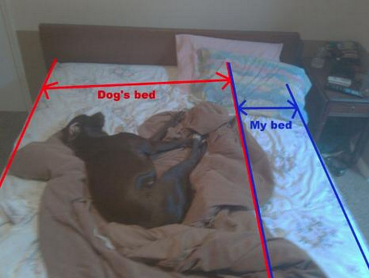 20 Things Dog Owners Will Understand - Once they sleep on your bed, they own it.