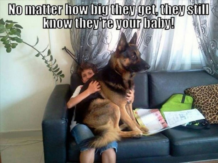 20 Things Dog Owners Will Understand - They will always think they're still a little puppy.