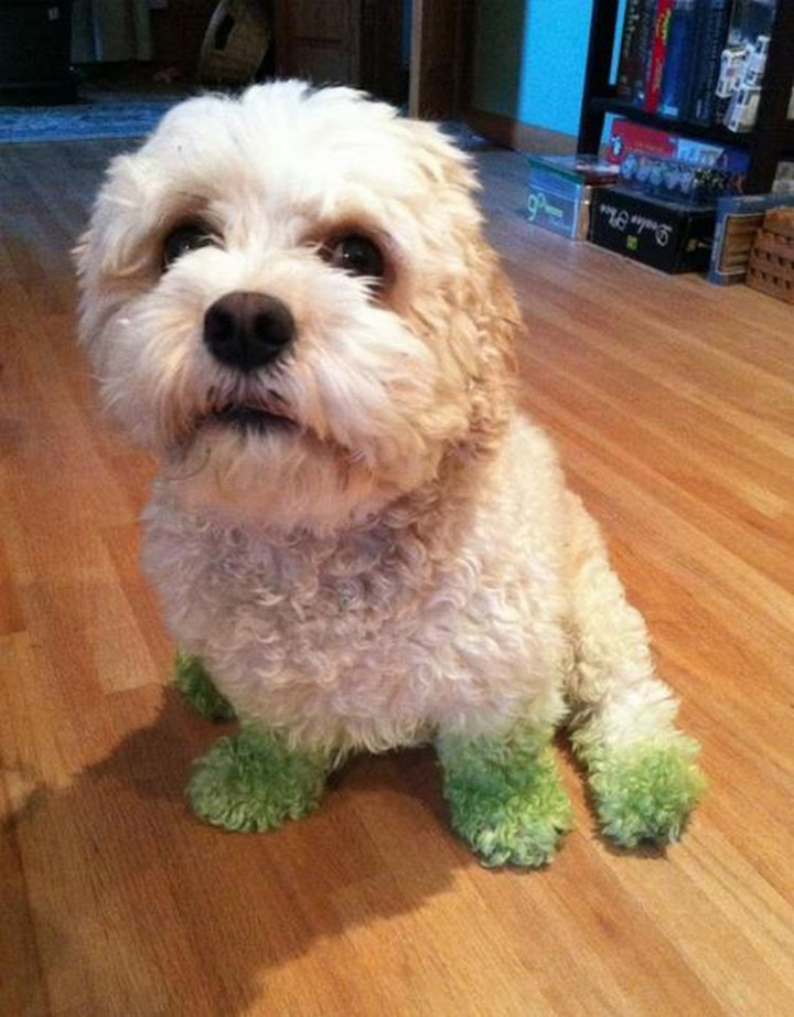 20 Things Dog Owners Will Understand - Even if it means grass stains.