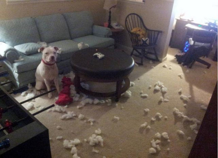 20 Things Dog Owners Will Understand - "It wasn't me..."