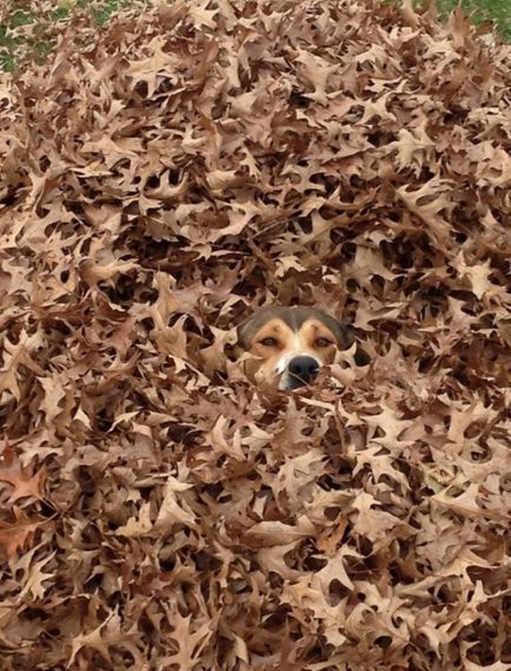 20 Things Dog Owners Will Understand - They always find the best hiding spots.