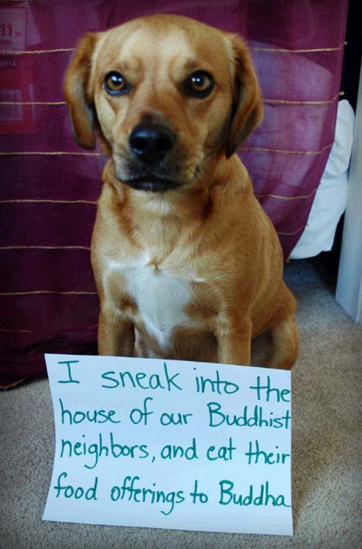 22 Dogs Being Shamed for Their Cute Crimes - He thought the food offerings were for him.