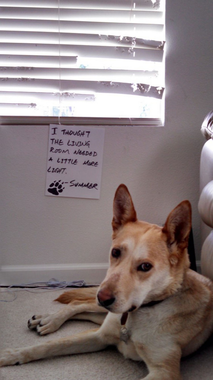 22 Dogs Being Shamed for Their Cute Crimes - Just a little more light.