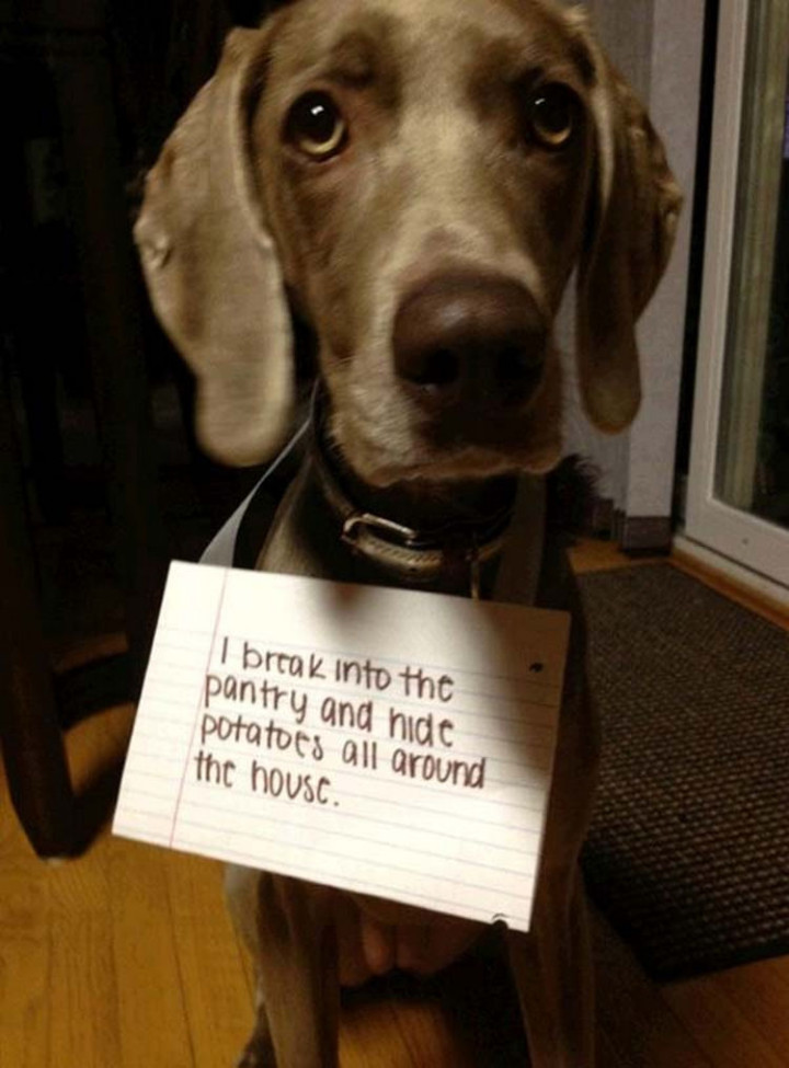 22 Dogs Being Shamed for Their Cute Crimes - He likes to play games!