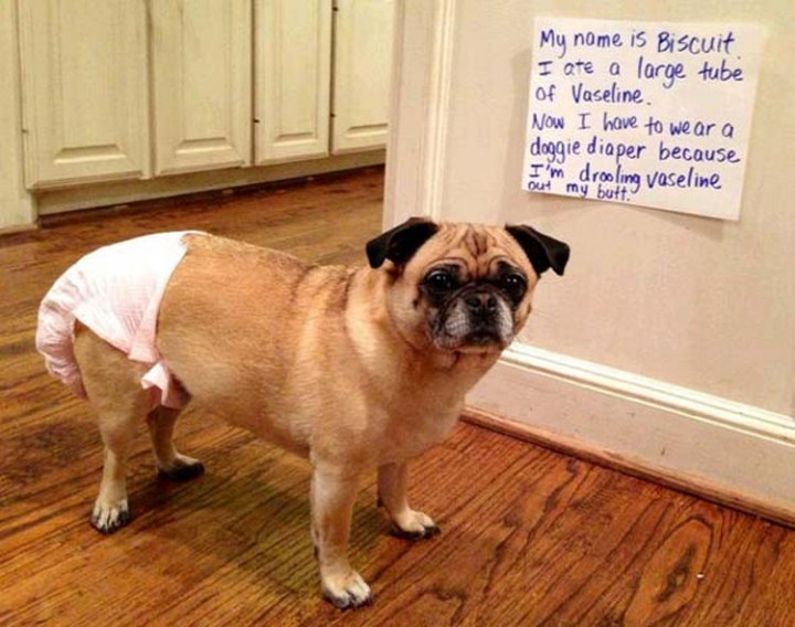 22 Dogs Being Shamed for Their Cute Crimes - I think he learned his lesson.