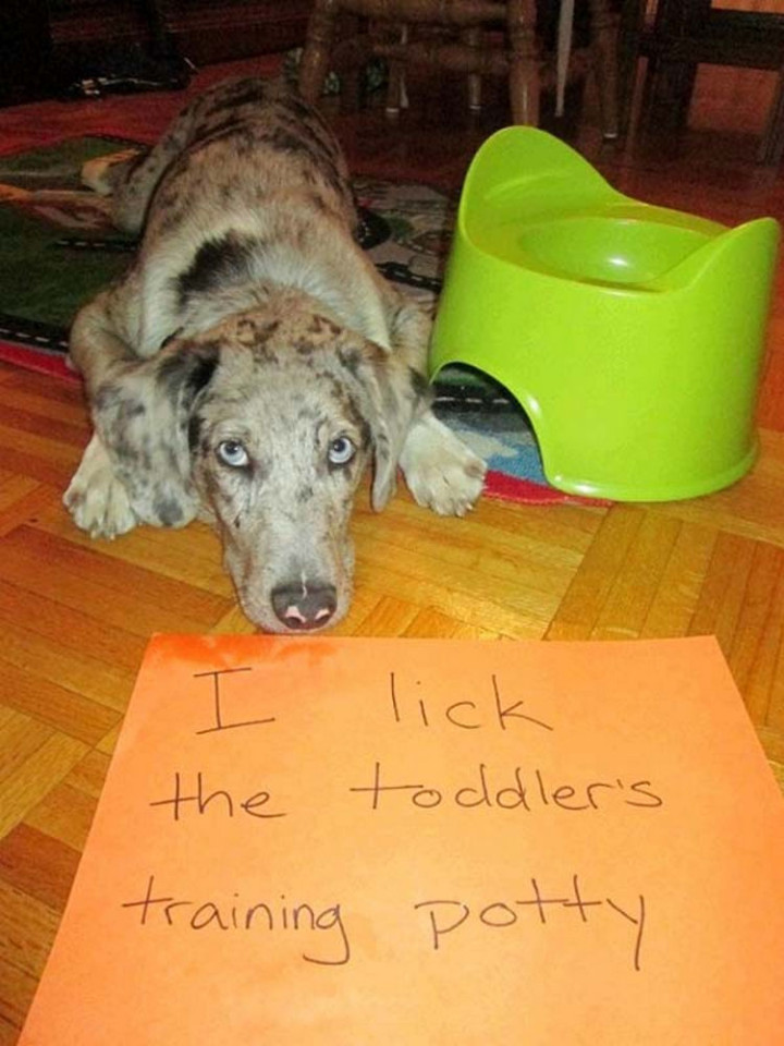 22 Dogs Being Shamed for Their Cute Crimes - That's not water!