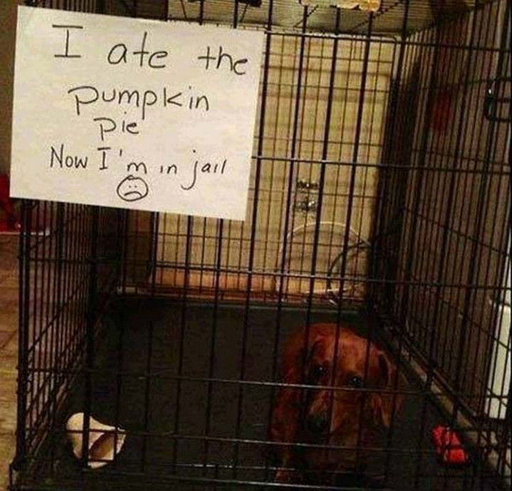 22 Dogs Being Shamed for Their Cute Crimes - It was all worth it.
