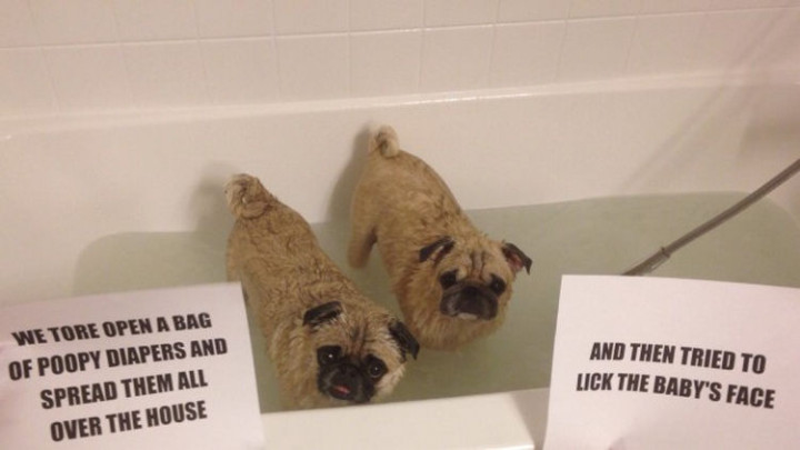22 Dogs Being Shamed for Their Cute Crimes - Partners in dog shaming crimes.
