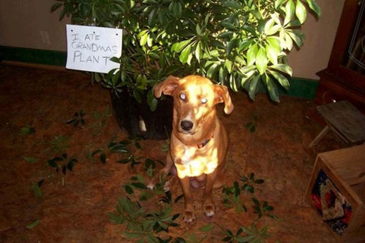 22 Dogs Being Shamed for Their Cute Crimes - He likes eating his greens.