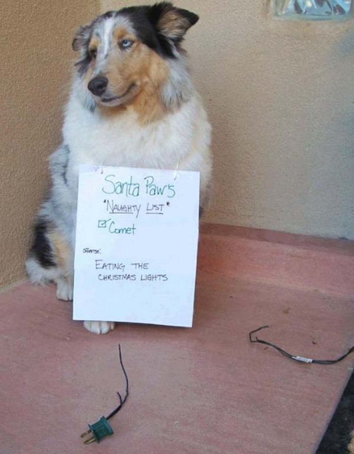 22 Dogs Being Shamed for Their Cute Crimes - Comet is on Santa Paws naughty dog shaming list!