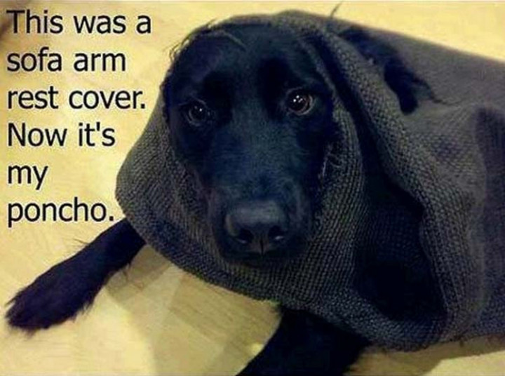 22 Dogs Being Shamed for Their Cute Crimes - A dog with style.