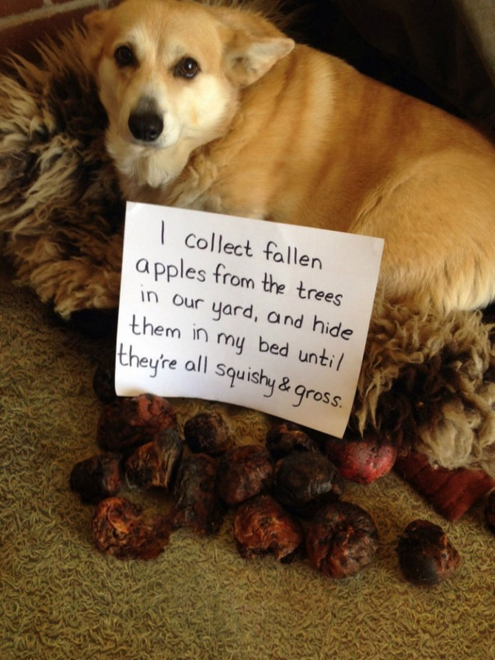 22 Dogs Being Shamed for Their Cute Crimes - An apple a day...