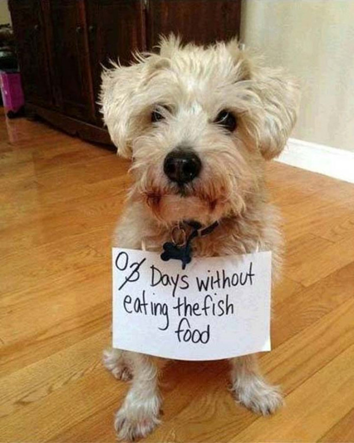 22 Dogs Being Shamed for Their Cute Crimes - "If it's good enough for the fish, it's good enough for me!"