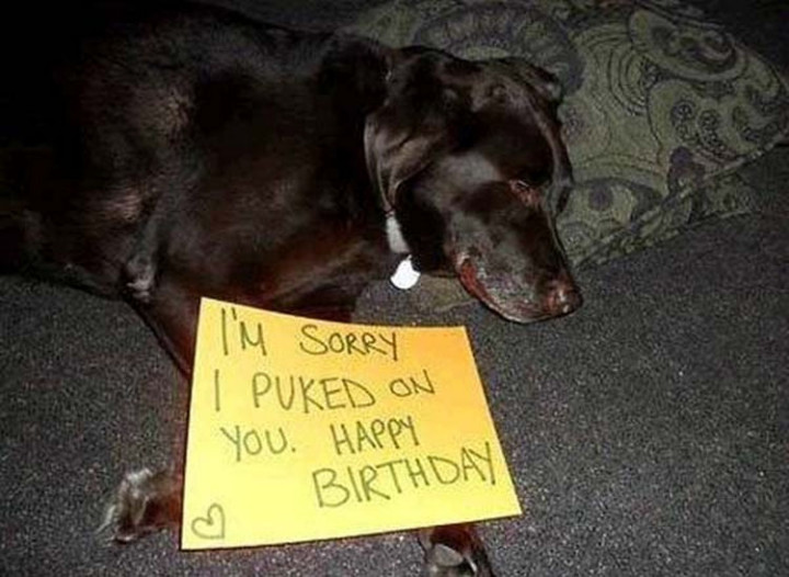 22 Dogs Being Shamed for Their Cute Crimes - Poor little fella...dog shaming.