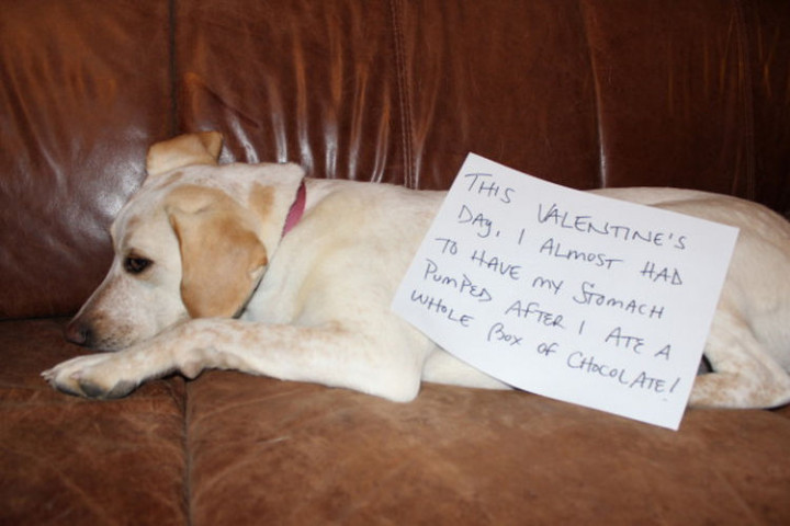 22 Dogs Being Shamed for Their Cute Crimes - Close call.