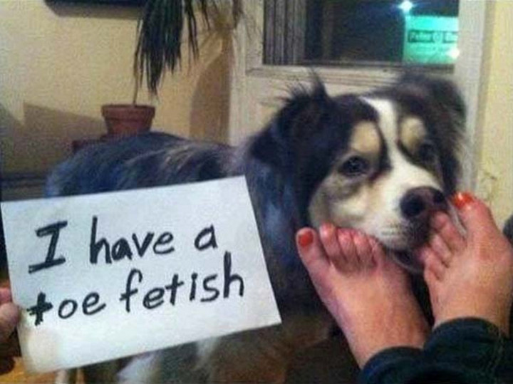 22 Dogs Being Shamed for Their Cute Crimes - Shoes optional.