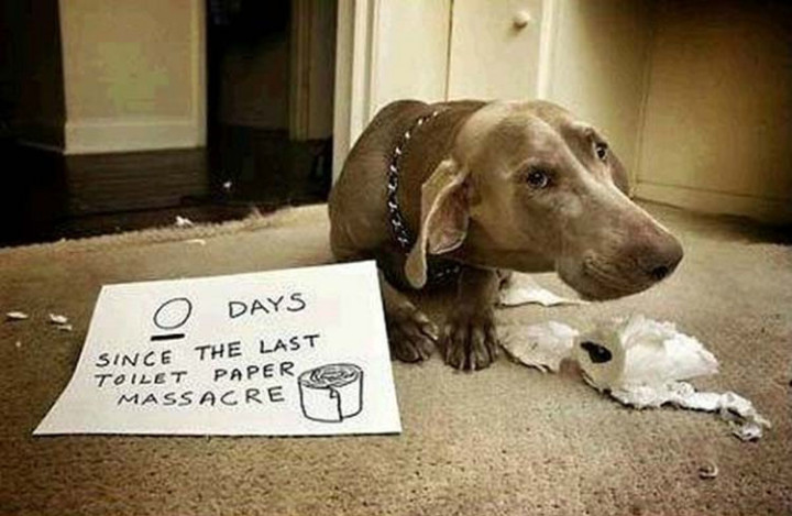 22 Dogs Being Shamed for Their Cute Crimes - His sad face says it all.