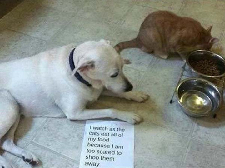 22 Dogs Being Shamed for Their Cute Crimes - Bullied by the cat.