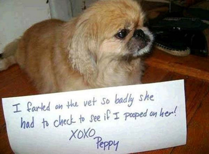 22 Dogs Being Shamed for Their Cute Crimes - Peppy almost had a poopy.