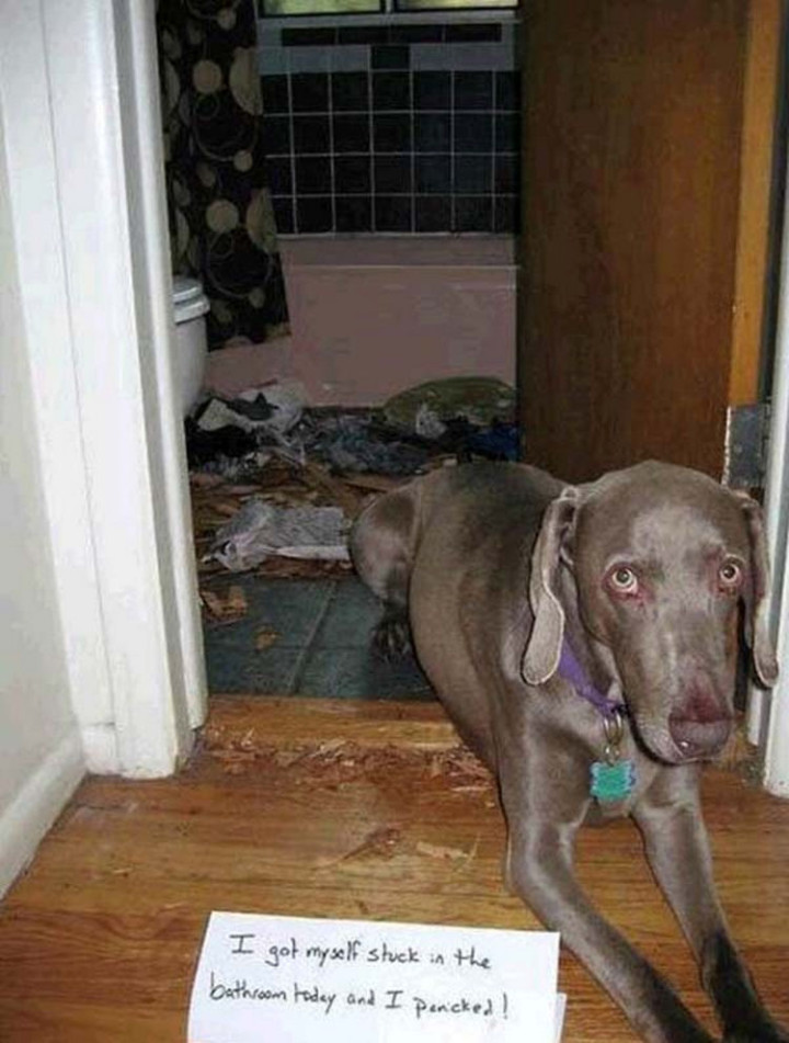 22 Dogs Being Shamed for Their Cute Crimes - No door (or dog shaming sign) will stop this guy!