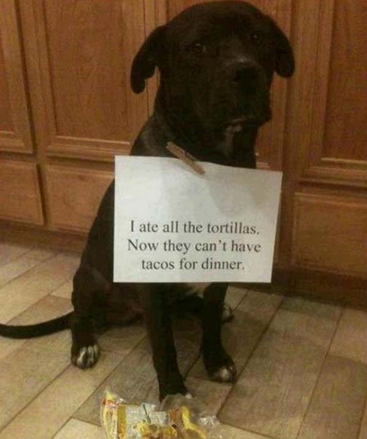 22 Dogs Being Shamed for Their Cute Crimes - No tacos tonight.