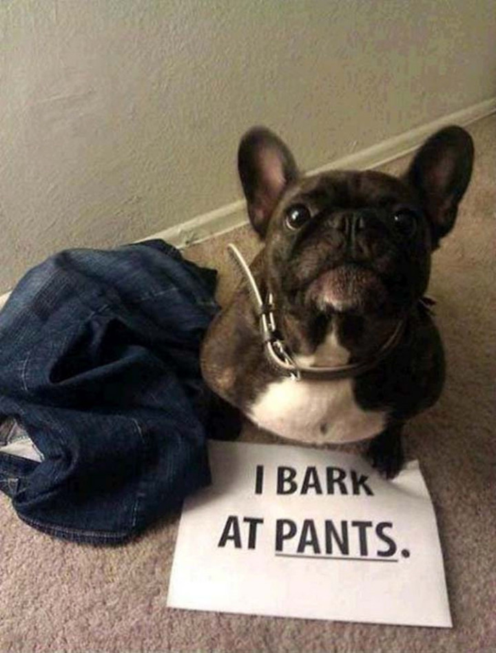 22 Dogs Being Shamed for Their Cute Crimes - What about shorts?