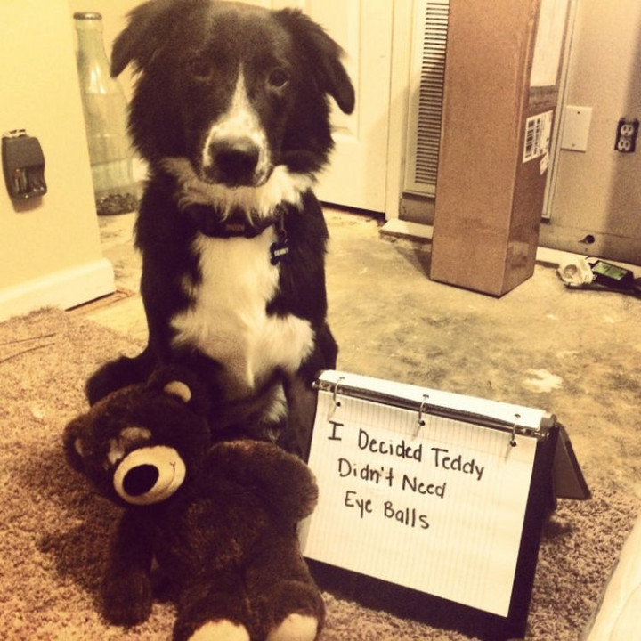 22 Dogs Being Shamed for Their Cute Crimes - Poor Teddy!