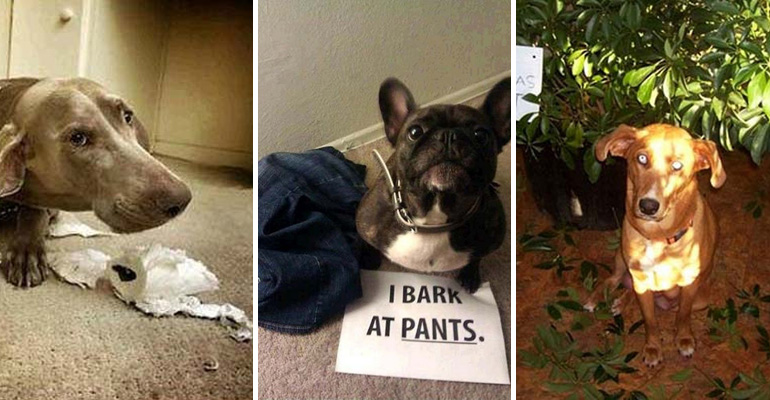 22 Dogs That Got Busted for Being Bad. Now They’re Being Adorably Shamed by Their Humans.