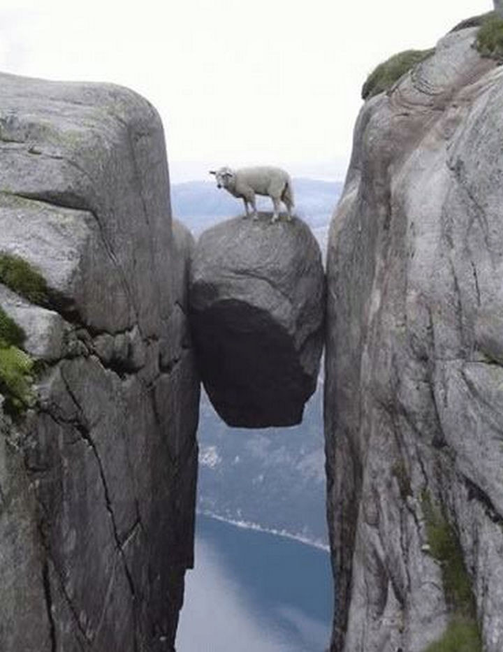 35 Photos of Animals Stuck in the Weirdest Places - Animals stuck between a rock and a hard place.