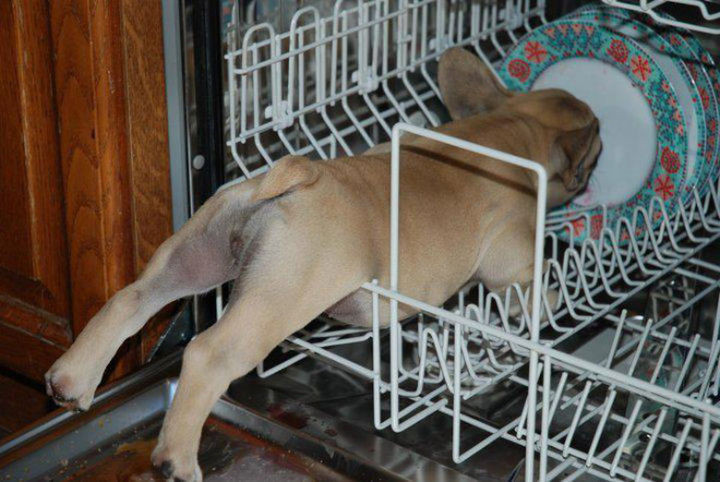 35 Photos of Animals Stuck in the Weirdest Places - He likes to clean the plates before ACTUALLY cleaning the plates.