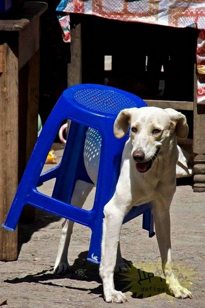 35 Photos of Animals Stuck in the Weirdest Places - There is where the missing table went!