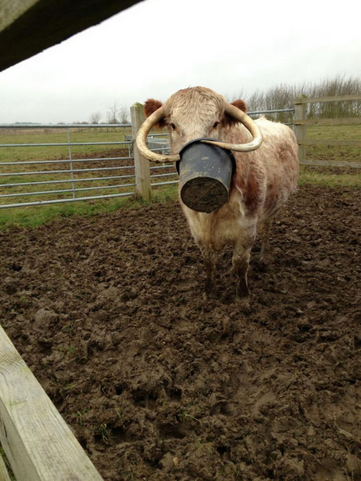 35 Photos of Animals Stuck in the Weirdest Places - Having horns can be such a pain sometimes.