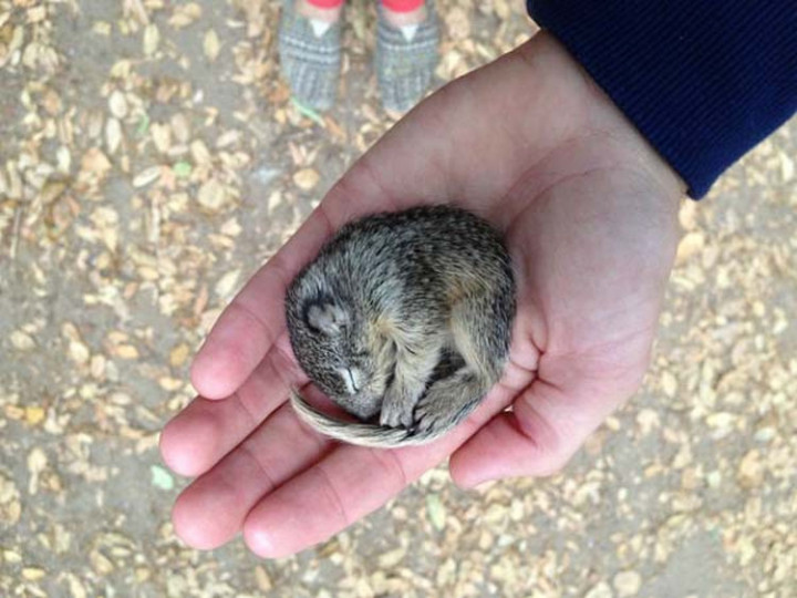 Nick found this cute baby squirrel that was curled up because it was freezing.